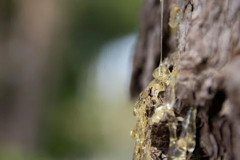 Close-up of resin drops falling from tree Stock Photos