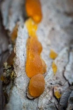 Close-up of the resin leaking from a tree Stock Photos