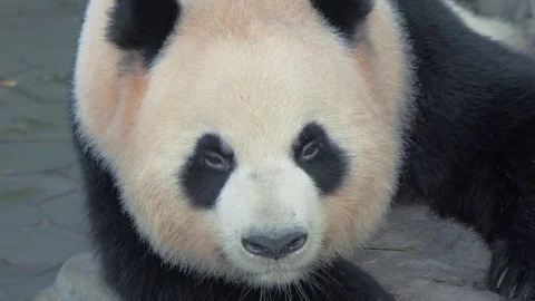 Close-up of resting giant panda bear, panda sleeps on the stone at zoo on hot Video stock 92844049