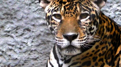 Close up Resting Leopard, Thailand Stock Footage 66299885