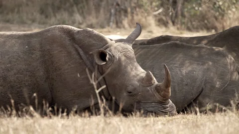 A close-up of a resting rhino's face Stock Footage 245527755