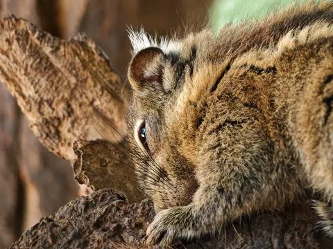 Close-up of a resting rodent, likely a squirrel Stock Photos