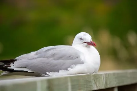 Close-Up of a Resting Seagull on a Railing Stock Photos
