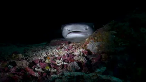 Close-Up of Resting White Tip Reef Shark in Rocky Reef Cavern 스톡 동영상 333271268