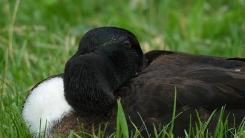 Close-Up of a Resting Wild Duck Blinking and Breathing in Green Grass 4K Footage Stock Footage 336981259