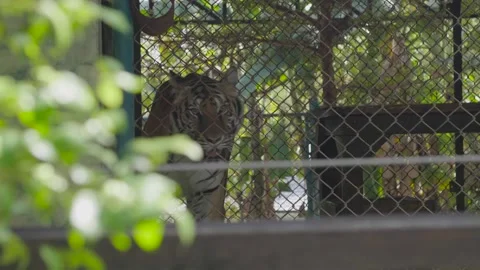 Close up of restless tiger walking in a cage (HD) Stockbeeldmateriaal 146058456