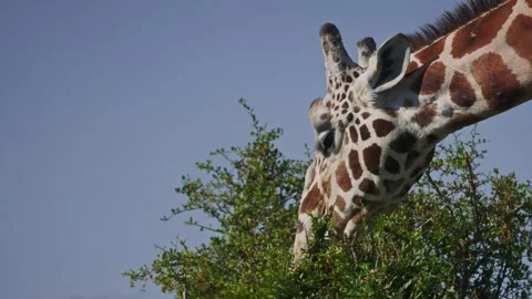 Close up of reticulated giraffe's head browsing during the morning in Africa Vídeo Stock 252376506