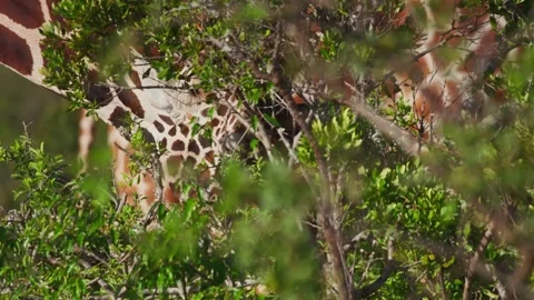 Close up of reticulated giraffe's head browsing between bushes in the afternoon Stock Footage 252381993