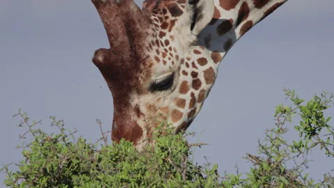 Close up of a reticulated giraffe's head as it bends to feed on leaves Video stock 261028867