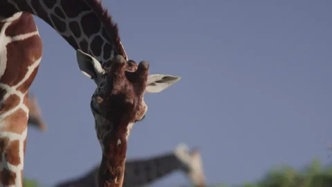 Close up of a reticulated giraffe's head as it feeds on leaves Video stock 261029577