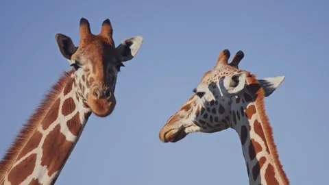 Close up of reticulated giraffe's heads while looking in opposite directions Stock Footage 252375917