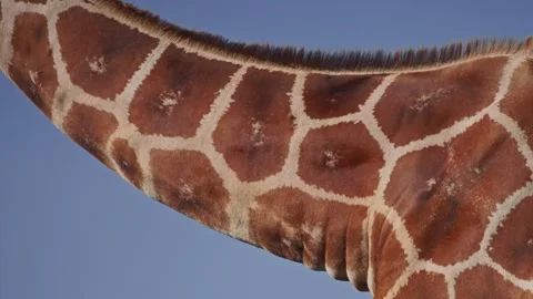 Close up of reticulated giraffe's neck browsing during the morning in Africa Stock Footage 252376882