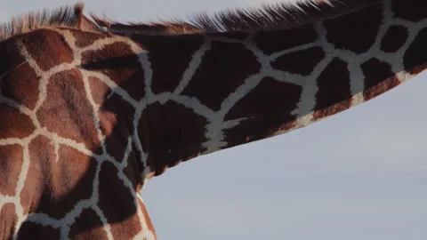 Close up of a reticulated giraffe's neck while feeding in Kenya. Stock Footage 261029733