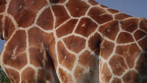 Close up of reticulated giraffe's skin pattern browsing during morning in Africa Stock Footage 252376665