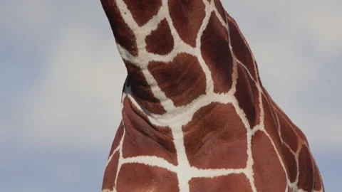 Close up of a reticulated giraffe's skin pattern as it is chewing Stock Footage 261028844