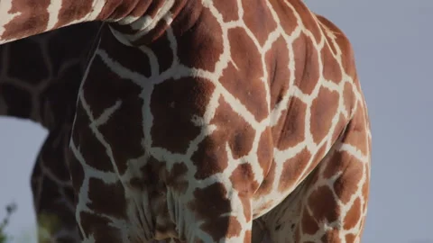 Close up of a reticulated giraffe's skin pattern on an afternoon Stock Footage 261029568
