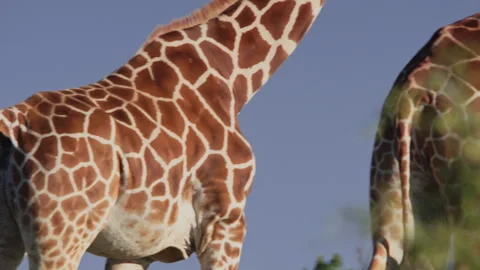 Close up of reticulated giraffe's skin pattern as they walk past Stock Footage 261029786
