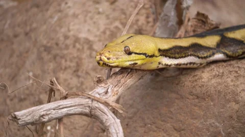 Close Up Of Reticulated Python Flicking Its Forked Tongue. Stock Footage 233396486