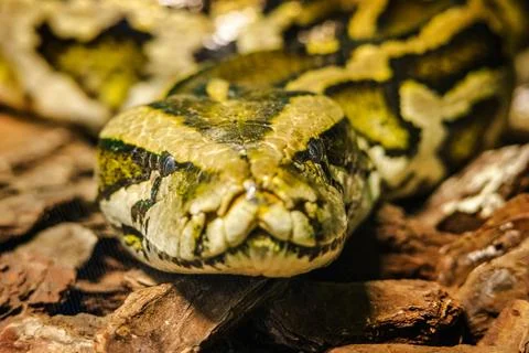 Close-up of a reticulated python with green and yellow patterned scales resting Foto stock