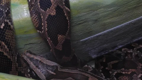 Close up reticulated python, large boa constrictor in terrarium behind glass Stock Footage 301289152