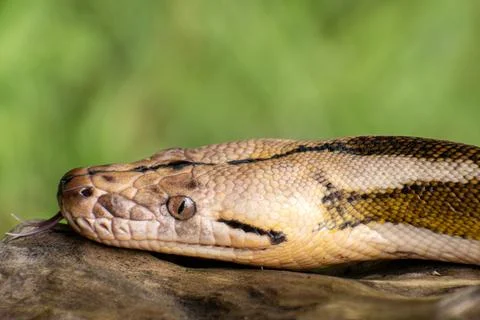 Close-up of a reticulated python Stock Photos