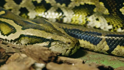 Close-up of a reticulated python resting on the ground, highlighting its Stock Footage 313160903