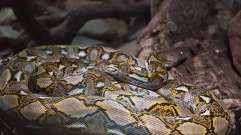 Close-up of reticulated python resting at tree roots, forward movement, 4K Video stock 145735055