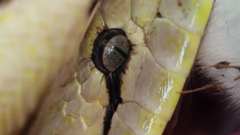 Close up of a reticulated python's eye Stock Footage 150007980