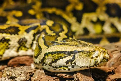 Close-up of a reticulated pythons head resting on bark, showing yellow and black Stock Photos