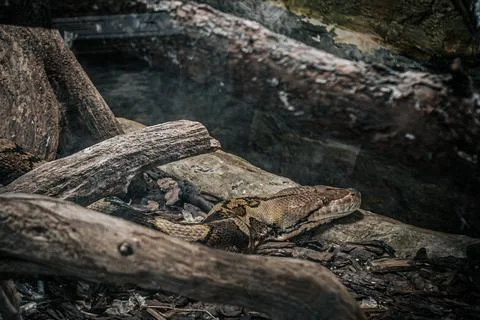 Close-up of a reticulated python's patterned scales coiling against . Stock Photos
