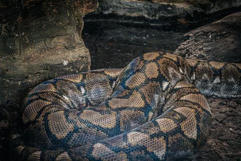 Close-up of a reticulated python's patterned scales coiling against . Stock Photos