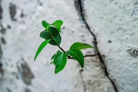 A close up reveals a large, dense cluster of dark green leaves with a gloss.. Stock Photos