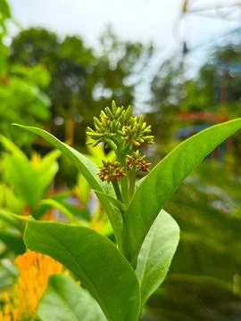 Close up reveals tiny ixora buds sprouting within lush, vibrant green leaves Foto stock