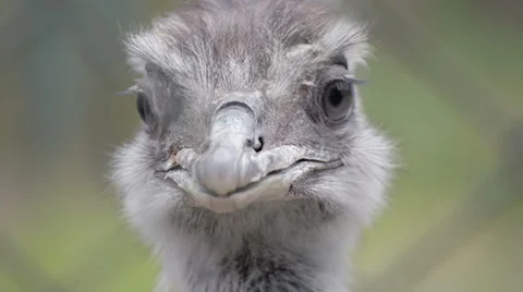 Close-up of rhea bird's face  Stock Footage 51794174
