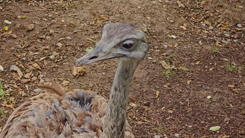 Close up of an rhea head Stock Footage 253064171
