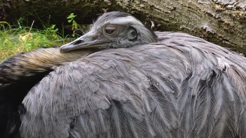 Close up of a rhea, nandu head Stock Footage 252748335