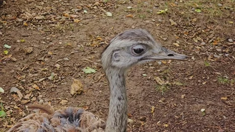 Close up of a rhea, nandu walking Stock Footage 252653280