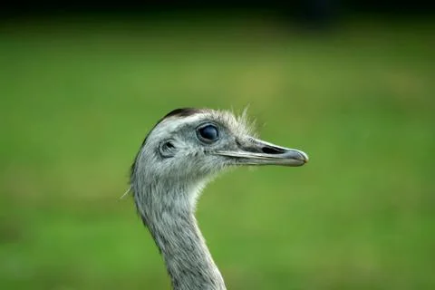 Close up of a  rhea Stock Photos