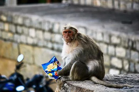 Close up of The rhesus macaque or Macaca mulatta Monkey eating stolen bag of  Stock Photos