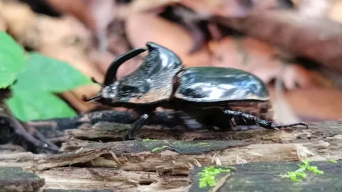 Close Up of Rhino Beetle Moving Through Forest Leaf Litter Vídeos de archivo 335019891