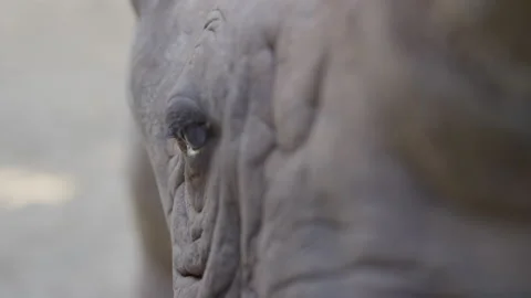 Close up of Rhino Face Stock Footage 169767898