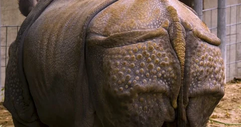 Close up of rhino Stock Footage 135351753