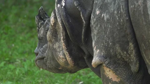 Close up of rhino head  Stock Footage 284241837