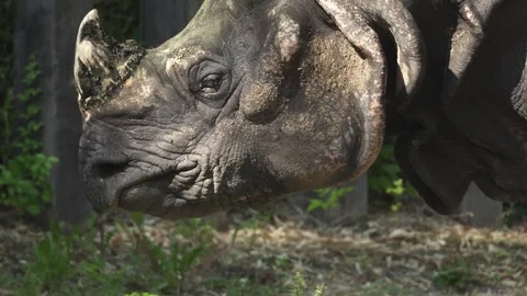 Close up of rhino head  Stock Footage 284243182