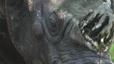 Close up of rhino head  Stock Footage 284243316