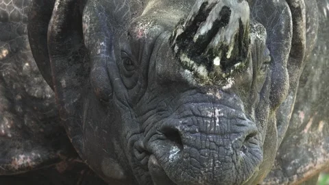 Close up of a rhino head  Stock Footage 284252814