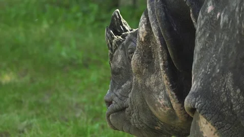 Close up of a rhino head  Stock Footage 284255395