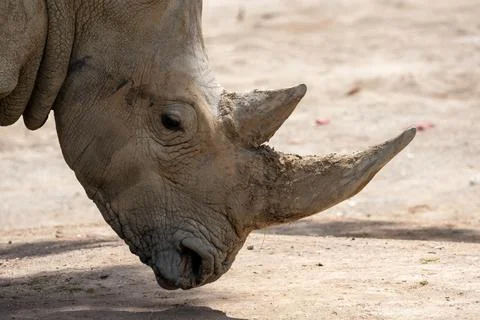 Close-up of a rhino Stock Photos