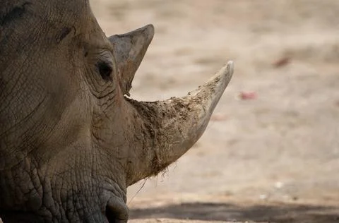 Close-up of a rhino Stockfoto's
