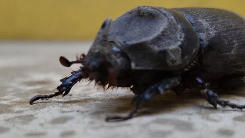 Close up of Rhinoceros Beetle Stock Footage 296045897